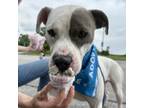 Adopt Chance a Pit Bull Terrier, Mixed Breed