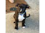 Adopt Bay a Pit Bull Terrier