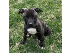 Adopt Dex a Pit Bull Terrier