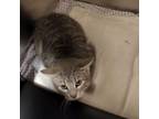 Adopt Scar- 032603S a Domestic Short Hair