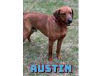 Adopt Austin a Hound, Mixed Breed