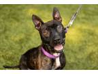 Adopt Blinky a American Staffordshire Terrier