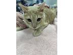 Adopt Calvin a Domestic Short Hair