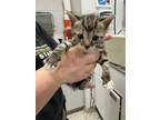 Adopt Grey Band a Domestic Short Hair