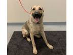 Adopt Creek a German Shepherd Dog