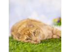 Adopt George a Domestic Short Hair