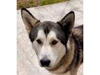 Adopt Stedman a Alaskan Malamute