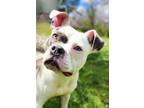 Adopt Gumby a American Staffordshire Terrier