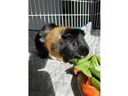 Adopt Snickers (fostered in Omaha) a Guinea Pig