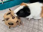 Adopt Way-Way (fostered in Omaha) a Guinea Pig