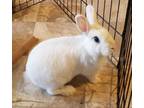 Adopt Zero (fostered in Omaha) a Bunny Rabbit