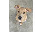 Adopt Rory a Mixed Breed