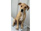 Adopt Reece a German Shepherd Dog, Mixed Breed