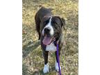 Adopt Logan Barnwell a Labrador Retriever, Pit Bull Terrier