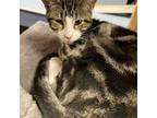 Adopt Cosmo fka Ella Mae a Domestic Short Hair