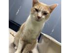 Adopt Jason Aldean a Domestic Short Hair