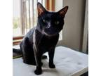 Adopt Shelby a Domestic Short Hair