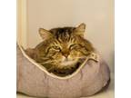 Adopt Domingo a Domestic Long Hair, Maine Coon