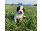 Saint Bernard Puppy for sale in Carbondale, IL, USA