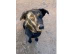 Adopt Ace a Labrador Retriever