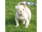 Olde Bulldog Puppy for sale in Waxahachie, TX, USA