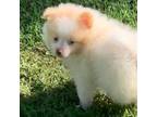 Pomeranian Puppy for sale in Kingston, OK, USA