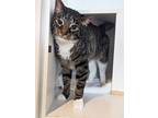 Adopt Marty a Domestic Short Hair