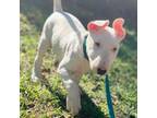 Male Bullterrier