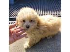 Poodle (Toy) Puppy for sale in Bryant, AL, USA