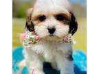 Shih-Poo Puppy for sale in Greenbrier, AR, USA