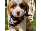 Cavapoo Puppy for sale in Greenbrier, AR, USA