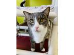 Adopt Tony a Domestic Short Hair