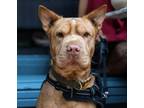 Adopt BEAUX a Shar-Pei