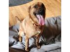 Adopt Max a Black Mouth Cur