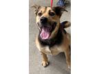 Adopt Mellow a German Shepherd Dog, Mixed Breed