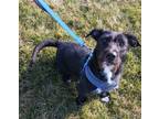 Adopt Cornelius a Terrier, Mixed Breed