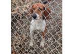 Adopt Danny a Beagle