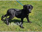 Adopt Lab Puppies a Black Labrador Retriever