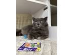 Adopt Samuel Adams a Chartreux, Maine Coon