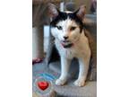 Adopt Isaac a Domestic Short Hair