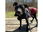 Adopt Gopher a Pit Bull Terrier