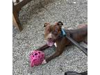 Adopt Bernie a Pit Bull Terrier