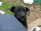 Adopt ZEUS a Black Labrador Retriever