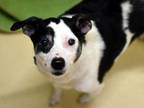 Adopt Jack a Jack Russell Terrier, Whippet