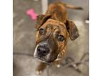 Adopt Clyde a Pit Bull Terrier, Hound