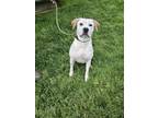 Adopt Jacob a Hound, Mixed Breed