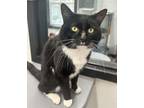 Adopt Lucky a Domestic Short Hair