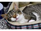 Adopt Reef a Domestic Short Hair