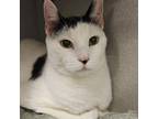 Adopt Jasper a Domestic Short Hair