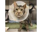 Adopt Maximus a Domestic Short Hair